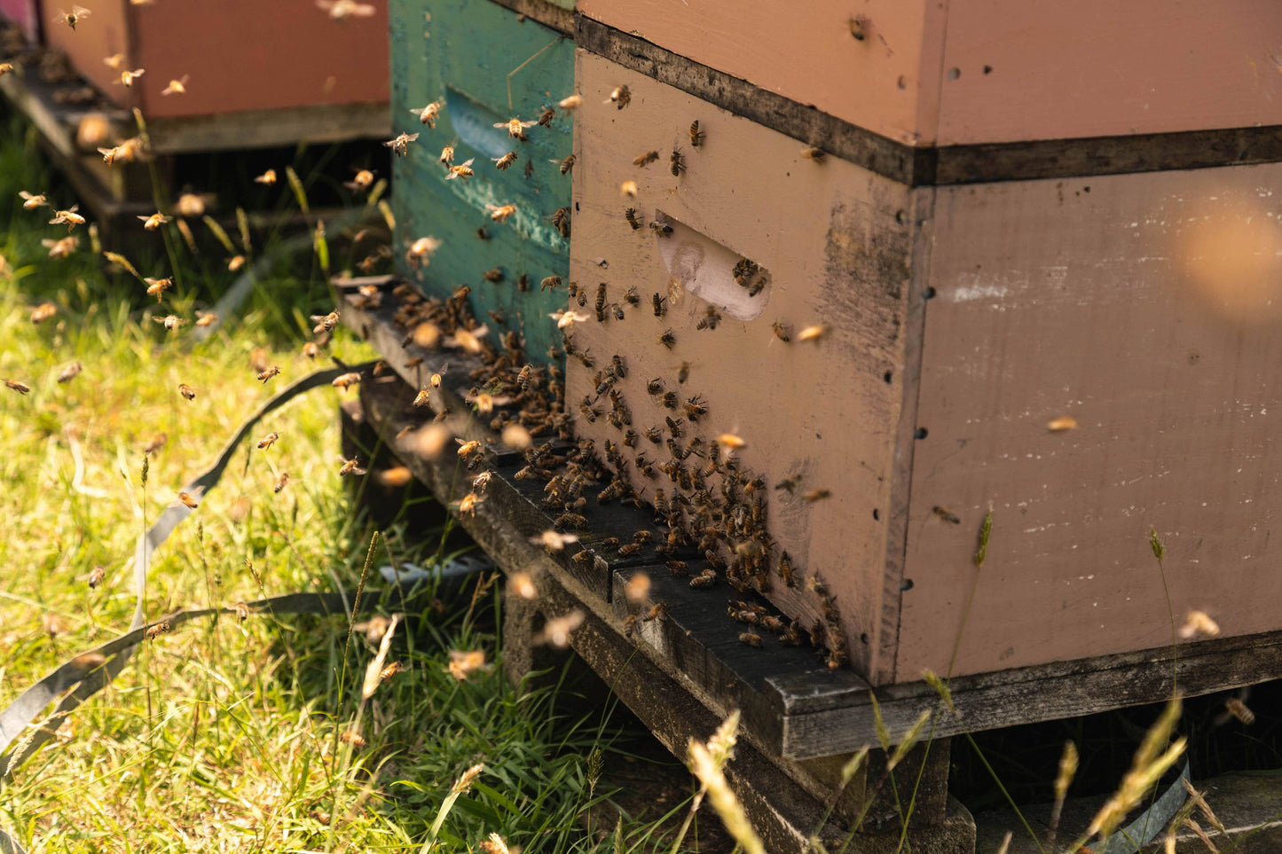 Miere de Manuka MGO250 ANUK 250g