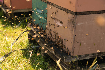 Miere de Manuka MGO250 ANUK 250g